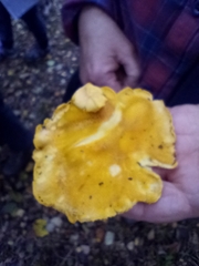 Cantharellus flavus