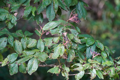 Cornus macrophylla