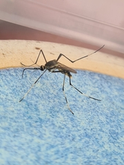 Toxorhynchites speciosus