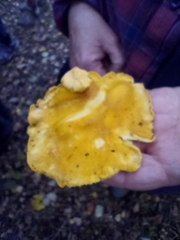 Cantharellus flavus