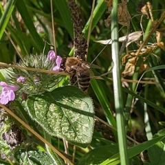 Apis mellifera