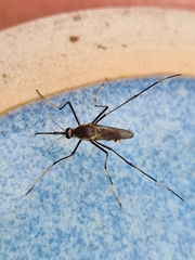 Toxorhynchites speciosus