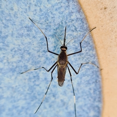 Toxorhynchites speciosus