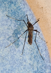 Toxorhynchites speciosus
