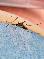 Toxorhynchites speciosus