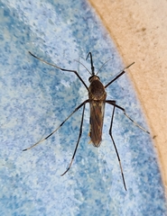 Toxorhynchites speciosus