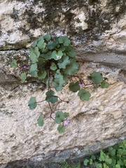 Cymbalaria muralis