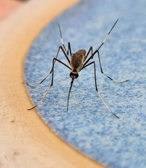 Toxorhynchites speciosus