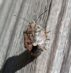 Holcogaster fibulata