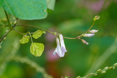 Amphicarpaea edgeworthii