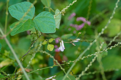 Amphicarpaea edgeworthii