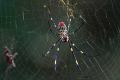 Trichonephila clavata