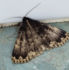 Mormoscopa sordescens