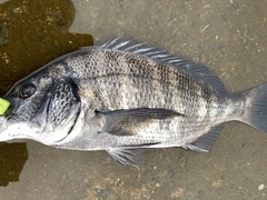 Acanthopagrus schlegelii