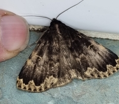 Mormoscopa sordescens