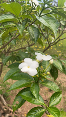 Tabernaemontana divaricata