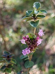 Origanum vulgare