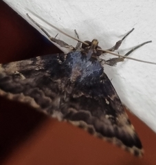 Mormoscopa sordescens