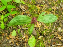 Trillium recurvatum