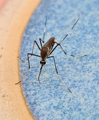 Toxorhynchites speciosus