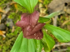 Trillium recurvatum