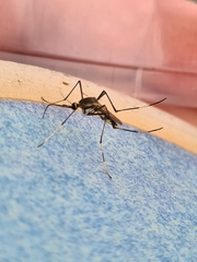 Toxorhynchites speciosus