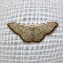 Idaea coercita