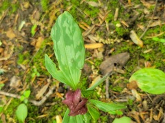 Trillium recurvatum