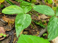 Trillium recurvatum