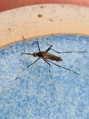 Toxorhynchites speciosus