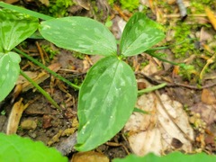 Trillium recurvatum