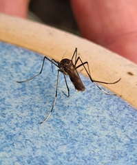Toxorhynchites speciosus