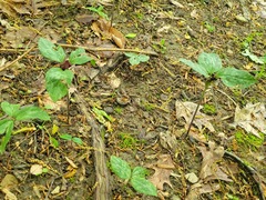 Trillium recurvatum