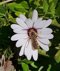 Dielis pilipes