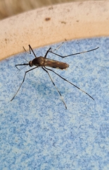 Toxorhynchites speciosus