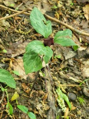 Trillium recurvatum