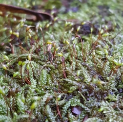 Rhynchostegium murale