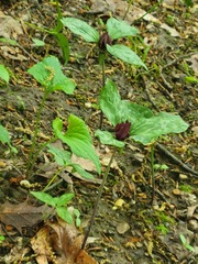 Trillium recurvatum