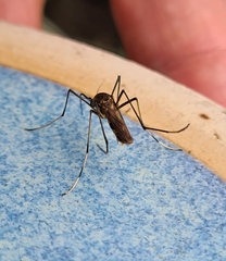 Toxorhynchites speciosus