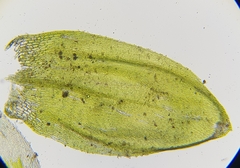 Rhynchostegium murale
