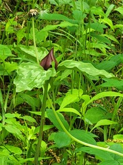 Trillium recurvatum