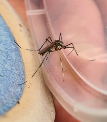 Toxorhynchites speciosus
