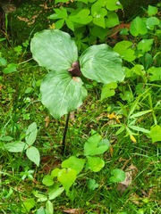 Trillium recurvatum