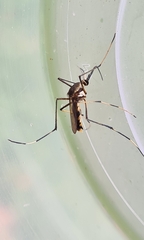 Toxorhynchites speciosus