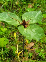 Trillium recurvatum