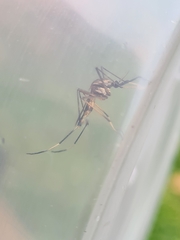Toxorhynchites speciosus