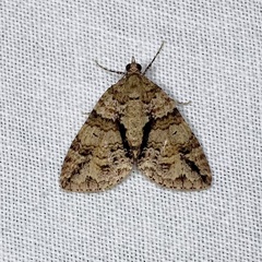 Polyclysta hypogrammata