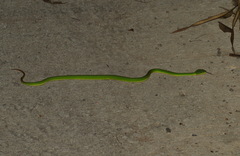 Trimeresurus albolabris
