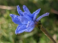 Cichorium intybus