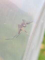 Toxorhynchites speciosus